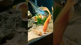 😱 aquarium shark gold koi fish [upl. by Nilrah]