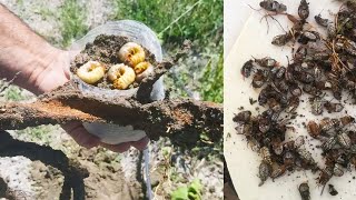 Kadı Lokması Polyphylla Fullo Çözümü Uygulamalı Anlatımı [upl. by Avika]