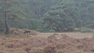 Hoge Veluwe deer spotting  herten spotten 9 nov 2024 [upl. by Levine]