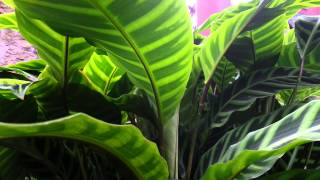 Calathea zebrina  Zebra Plant HD 01 [upl. by Atteiram]