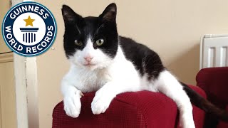 Loudest Purring Cat  Guinness World Records [upl. by Yttig257]