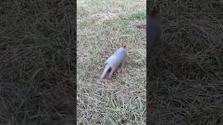 Armadillos are Fast shorts [upl. by Whittaker480]