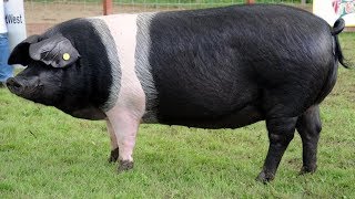 British Saddleback Pigs  Handsome Hardy Grazers [upl. by Sonya]