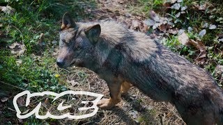 Ibérica ¿Quién teme al lobo ibérico [upl. by Waterer]