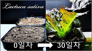 30일 만에 상추 수확하기｜로메인 상추 키우기｜30일간의 상추 성장과정｜샐러드용 잎상추 키우기｜From Seed To Harvest 4 Romaine Lettuce [upl. by Yanehc]