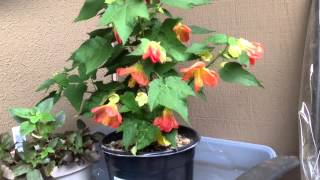 Flowering maple lucky lantern  Abutilon [upl. by Adleremse]