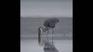 Great Blue Heron Eats a Large Fish [upl. by Nolyag]