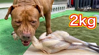 ASMR PITBULL EATING RAW WHOLE CHICKEN [upl. by Yalahs]