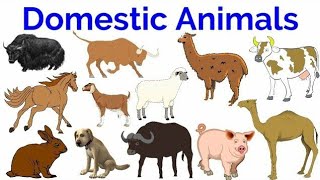 Domestic Animals l Domestic Animals Name in English l Learn domestic animals l Domestic Animals [upl. by Mirabelle]