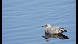 Visiting Gulls – September 15 2024 [upl. by Yxor]