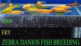 How To Breed Zebra Danios  Green Zebra Danio Fish Breeding [upl. by Mendes]