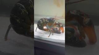 Pet lobster🦞fights for snapper carcass🤯 fish lobster fishtank [upl. by Gibb748]