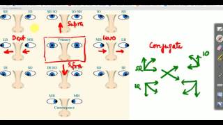 OPHTHALMOLOGY LECTURES Types of ocular movements [upl. by Nilac]