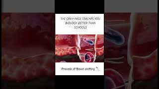 Process of blood clotting 👍 animation science biology study bloodclotting trending explore [upl. by Alemaj718]