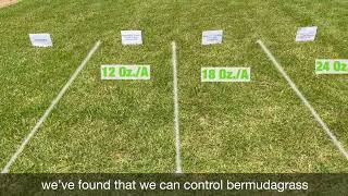 Remove Bermudagrass from Zoysiagrass with Recognition Herbicide [upl. by Alberik]