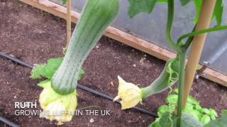 Growing luffa in the UK [upl. by Ert382]