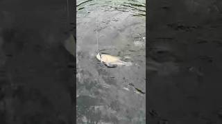 Open Water Plopper Retrieve [upl. by Tammi]