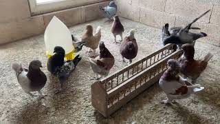 The Moulting Season  Modena Pigeon Breeding ⁴ᴷ [upl. by Llerraj460]