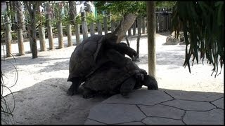 Aldabra Giant Tortoises Mating Aldabrachelys gigantea [upl. by Lalaj]