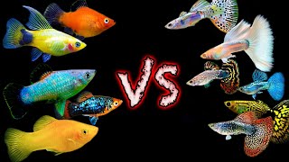 Two Great Community Fish But Which One is BETTER Guppy vs Platy Showdown [upl. by Natsirc600]