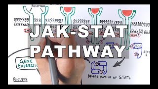 JAKSTAT Signalling Pathway [upl. by Chema]