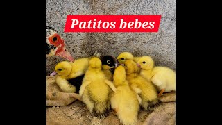 Tenemos más patitos bebes [upl. by Rollie]