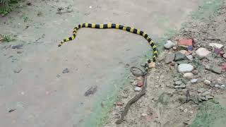 Banded Krait माहेर सर्प Bungarus fasciatus \ Venomous Snake बिषालु सर्प Bardiya Nepal [upl. by Ennaj]