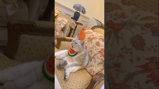 Cats in Costumes 15 Times They Nailed Halloween” music youtube halloweendance cat shorts [upl. by Kalie140]