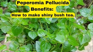 Peperomia Pellucida Benefits [upl. by Ydeh]