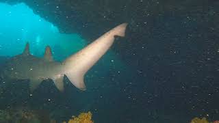 Shark Cave Rottnest [upl. by Renault862]