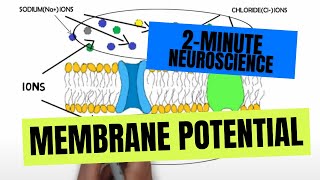 2Minute Neuroscience Membrane Potential [upl. by Wearing]