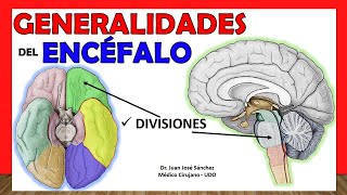 🥇 GENERALIDADES DE ENCÉFALO Anatomía Divisiones  Partes ¡Explicación Sencilla [upl. by Tybie]