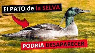 El PATO de la SELVA que podría DESAPARECER  Pato serrucho [upl. by Nosemyaj]