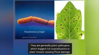 Bacteria in clouds Ice Nucleation by P syringae [upl. by Valdas]