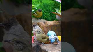 Ultimate Cat TV  4K Video for Cats with Chirping Birds Shorts CatTV VideoforCats [upl. by Humfried]