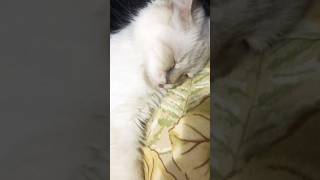 Kedi videosu kedi komikvideolar kediler tatlıkedi [upl. by Enneire439]