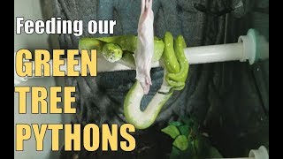 Feed My Pets Friday Green Tree Pythons Eating [upl. by Phedra]