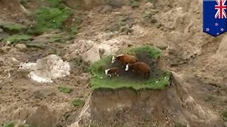 Cows on quake island New Zealand earthquake leaves three cows stranded on patch of land  TomoNews [upl. by Derriey730]