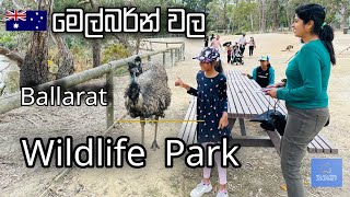 Wildlife Park in Ballarat  මෙල්බර්න් වල Wildlife  Sinhala vlog [upl. by Shaum]