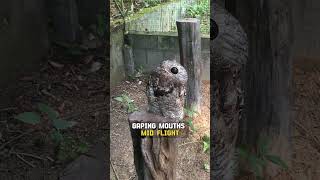 Scary Or Cute The Great Potoo [upl. by Nedry914]