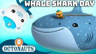 ​Octonauts  🐋 Happy International Whale Shark Day 🦈  60 Mins Compilation [upl. by Aizitel52]