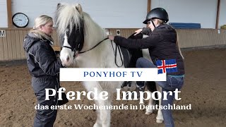 Islandpferde importieren  das erste Wochenende mit den neuen Ponys [upl. by Nimra849]