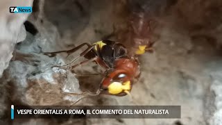 Vespe orientalis a Roma il naturalista quotBasta allarmismiquot [upl. by Yrtneg]