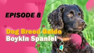 Boykin Spaniel  All you need to know about This Favorite Dog Breed [upl. by Melc]