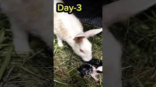 Rabbit Life Cycle Day3  Birth Kit Stage drusmanmirza shorts short rabbit rabbitvideos [upl. by Ymar322]