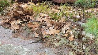 Massasauga Rattlesnake at Georgian Bay Ontario Canada [upl. by Curley458]