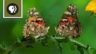 The Remarkable Way that Butterflies Mate [upl. by Ardiedal]