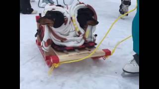 quotSkate Sleddingquot with Two Dachshunds Crusoe amp Oakley [upl. by Zednanref123]