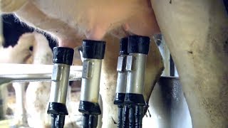 Robot Milk How Intelligent Machines Are Revolutionising Cow Farming  Earth Science [upl. by Wieche962]