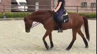 FEI Dressage Pony For sale Caspari HE WE [upl. by Vial392]